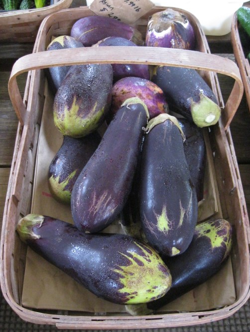 eggplants at farm